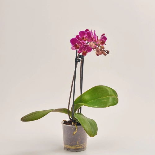 Зображення товару Фаленопсис мультифлора 1/2ст. мікс, артикул: 53124