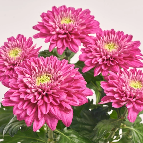 Хризантема Зембла мікс, артикул: 40514 Зображення товару Хризантема Зембла мікс, артикул: 40514