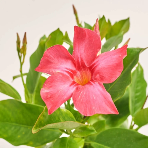 Мандевілла Ріо Корал Пінк, артикул: 56552 Зображення товару Мандевілла Ріо Корал Пінк, артикул: 56552