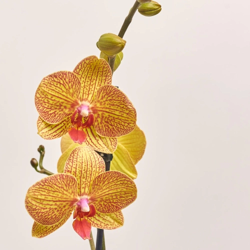 Зображення товару Фаленопсис 1ст. мікс, артикул: 49935