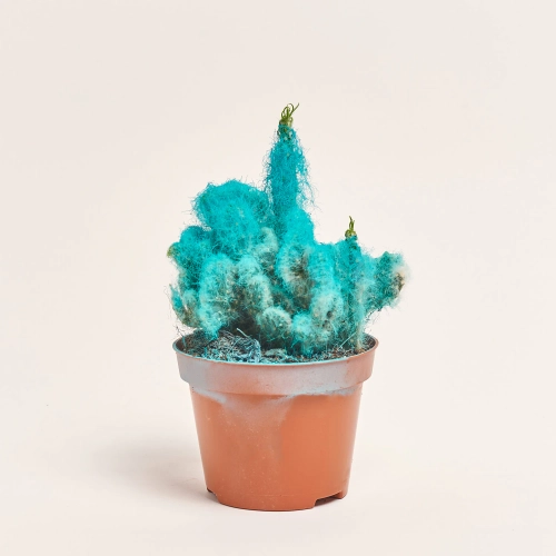 Зображення товару Кактус Рейнбов, артикул: 4792