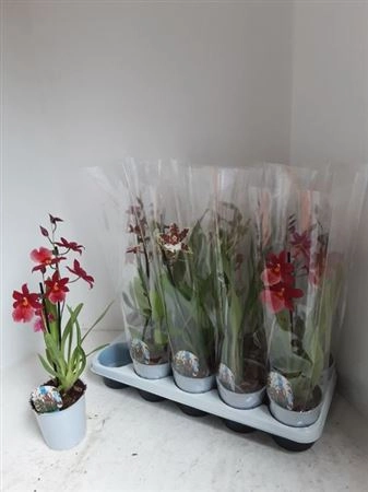 Камбрія мікс 1ст., артикул: 36345 Зображення товару Камбрія мікс 1ст., артикул: 36345