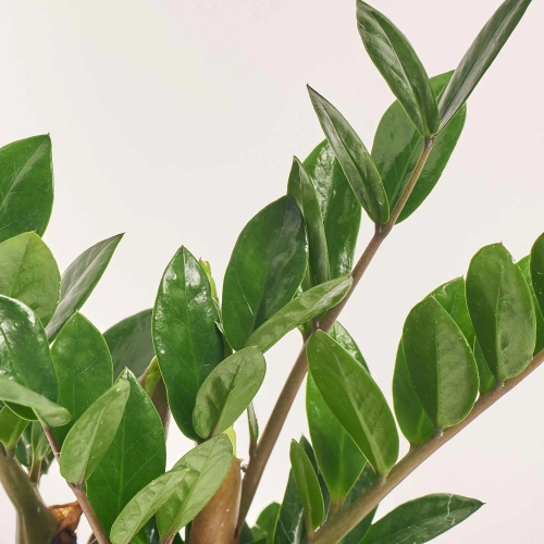 Зображення товару Заміокулькас Ліма 5ст., артикул: 57469