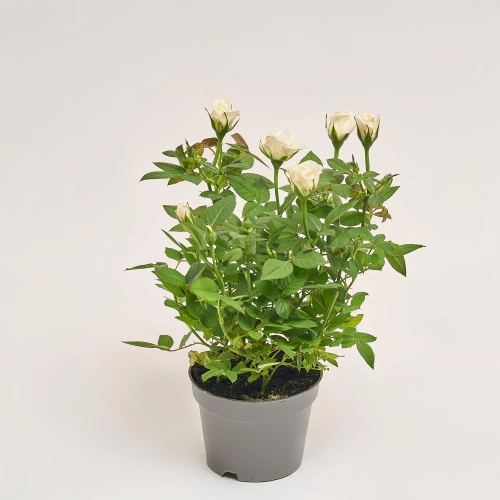 Троянда мікс, артикул: 52804 Зображення товару Троянда мікс, артикул: 52804