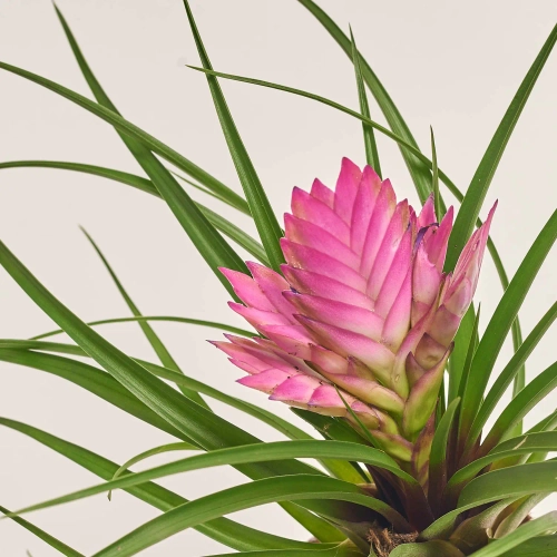 Тілландсія Жозе в кер., артикул: 54791 Зображення товару Тілландсія Жозе в кер., артикул: 54791