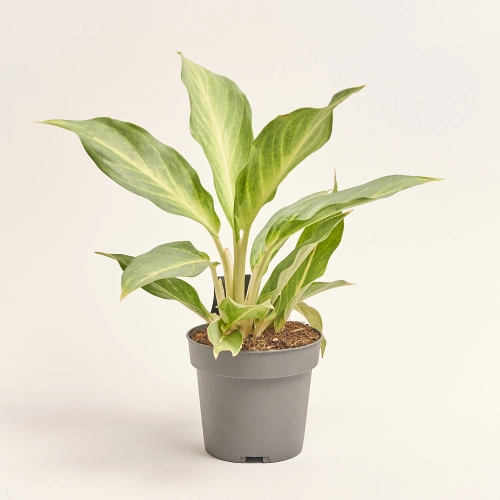 Зображення товару Аглаонема Аква Грін, артикул: 57163