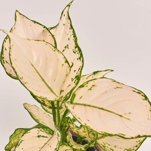 Зображення товару Аглаонема Супер Вайт в кер., артикул: 55609