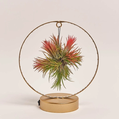 Тілландсія Рінг із підсвіткою, артикул: 44898 Зображення товару Тілландсія Рінг із підсвіткою, артикул: 44898