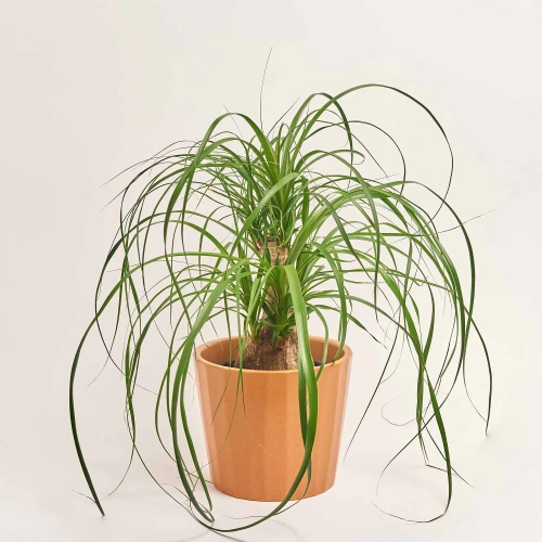 Зображення товару Ноліна та Кашпо Сет 301, артикул: 33925