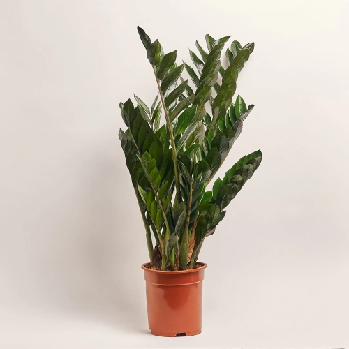 Зображення товару Заміокулькас Супер Нова 10ст., артикул: 55223