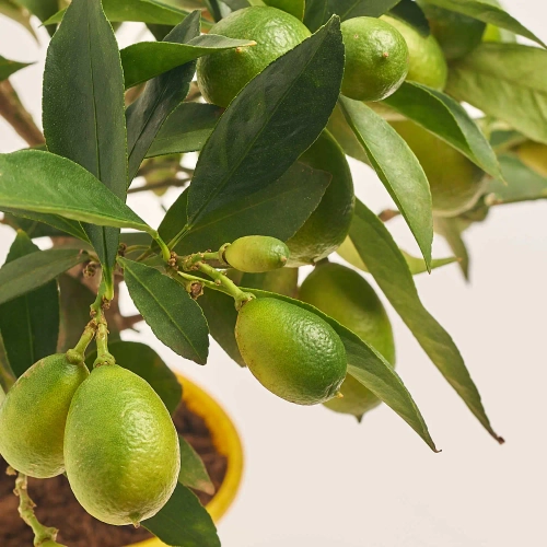 Зображення товару Цитрофортунелла Флорідана, артикул: 20633