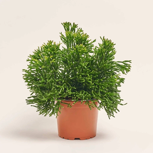 Зображення товару Рипсаліс мікс, артикул: 52619