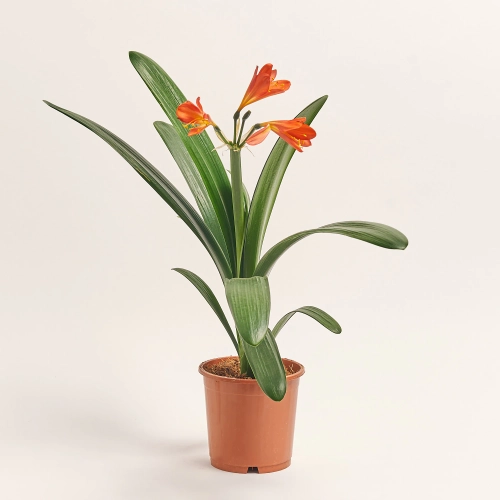 Зображення товару Клівія Мініатa, артикул: 37305