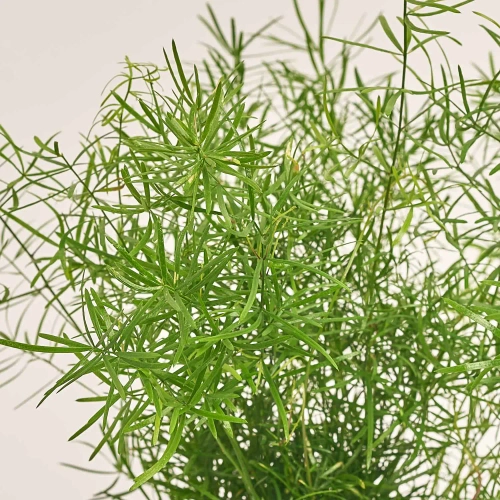 Зображення товару Аспарагус Спренгері, артикул: 54311