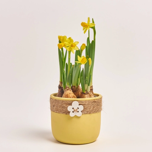 Нарцис Тет-а-тет в кер., артикул: 44298 Зображення товару Нарцис Тет-а-тет в кер., артикул: 44298