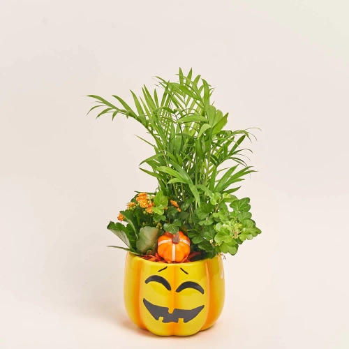 Композиція "Гарбузики" в кер., артикул: 41578 Зображення товару Композиція "Гарбузики" в кер., артикул: 41578