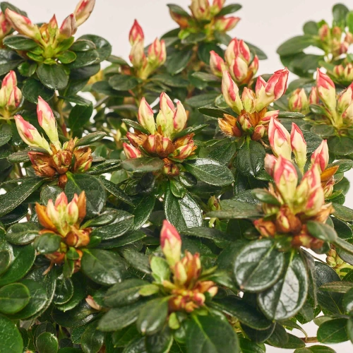 Зображення товару Азалія Сачсенстер, артикул: 56900