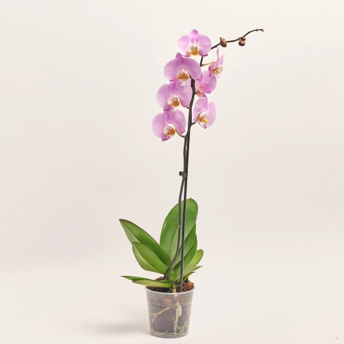 Зображення товару Фаленопсис 1ст. мікс, артикул: 17941