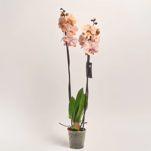 Зображення товару Фаленопсис 2ст. мікс, артикул: 18519