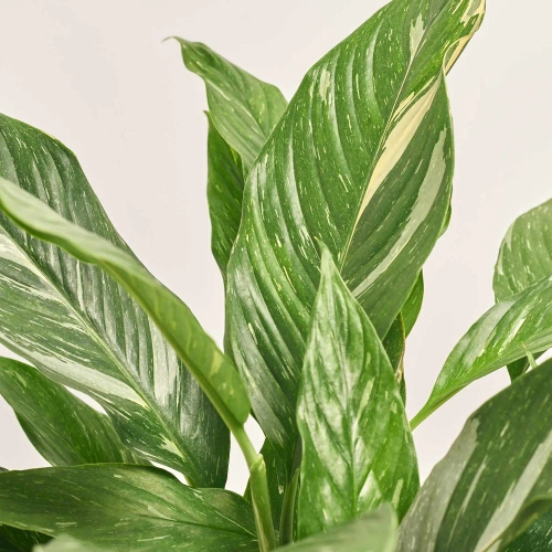 Зображення товару Спатифіллум Даймонд, артикул: 56857