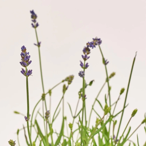 Зображення товару Лаванда Анук Арома Вайт, артикул: 57461