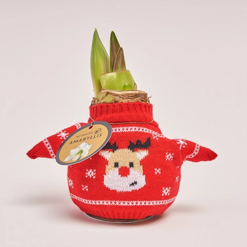 Зображення товару Амариліс мікс у шкарпетці, артикул: 43395