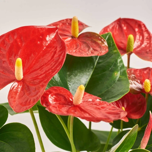 Зображення товару Антуріум Мауі Ред, артикул: 55512