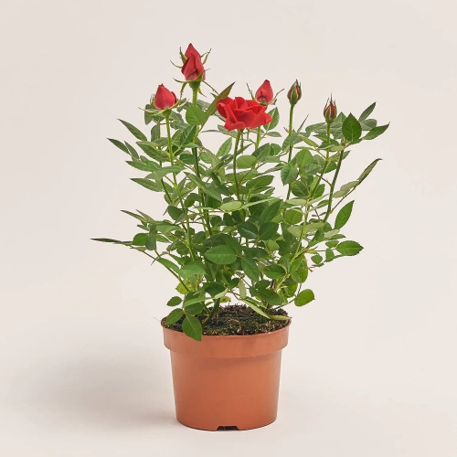 Зображення товару Троянда мікс, артикул: 1294