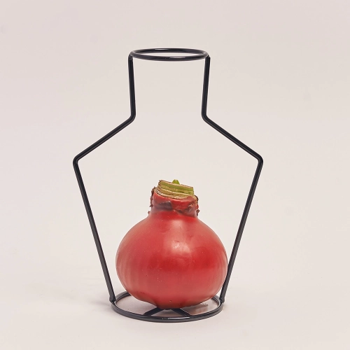 Амариліс у воску мікс, артикул: 42508 Зображення товару Амариліс у воску мікс, артикул: 42508