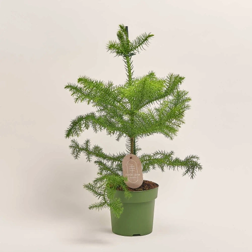 Араукарія Нордік Пайн, артикул: 53319 Зображення товару Араукарія Нордік Пайн, артикул: 53319