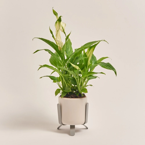 Зображення товару Спатифіллум Шопен в кер., артикул: 33153