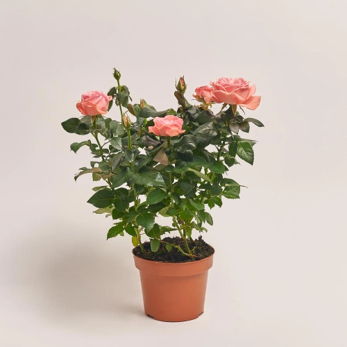 Зображення товару Троянда мікс, артикул: 1293