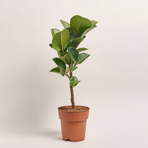 Зображення товару Фікус ел Хлоя, артикул: 55399