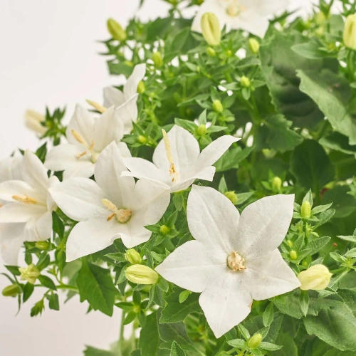 Зображення товару Кампанула Портеншлага біла, артикул: 56551