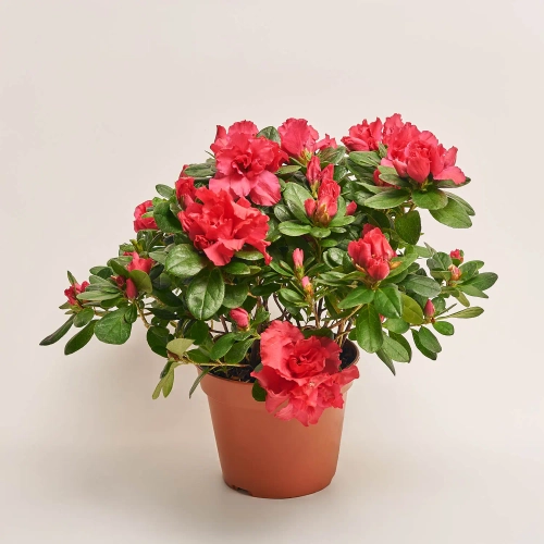 Азалія мікс, артикул: 24201 Зображення товару Азалія мікс, артикул: 24201