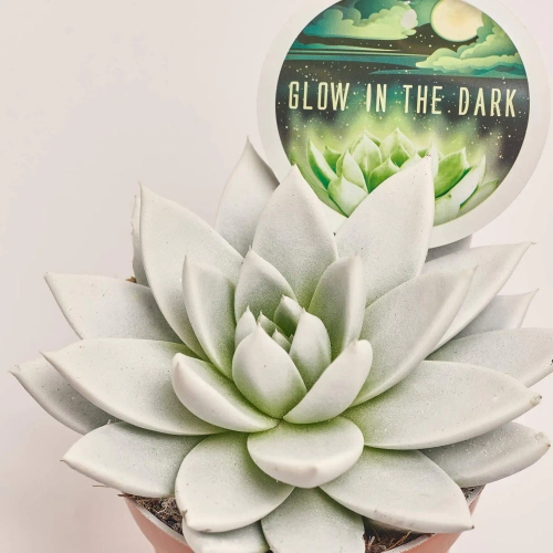 Зображення товару Ехеверія Міранда люмінісцентна, артикул: 54110