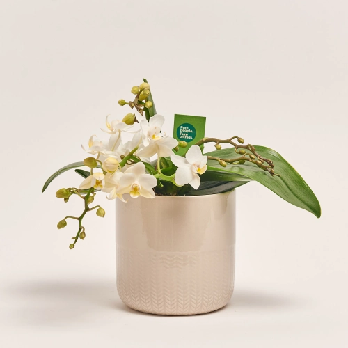 Фаленопсис Мф "Назаре" 4ст. в кер., артикул: 49370 Зображення товару Фаленопсис Мф "Назаре" 4ст. в кер., артикул: 49370