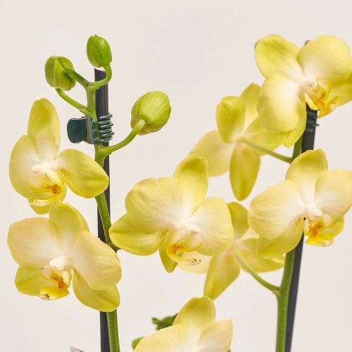 Зображення товару Фаленопсис 2ст. мікс, артикул: 25844