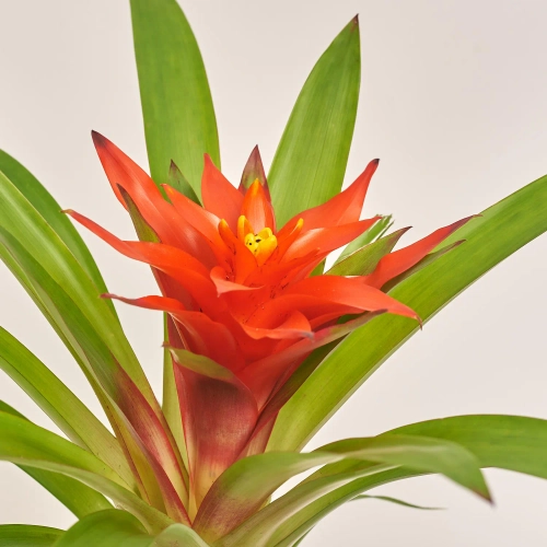 Зображення товару Гузманія Глоу, артикул: 55297