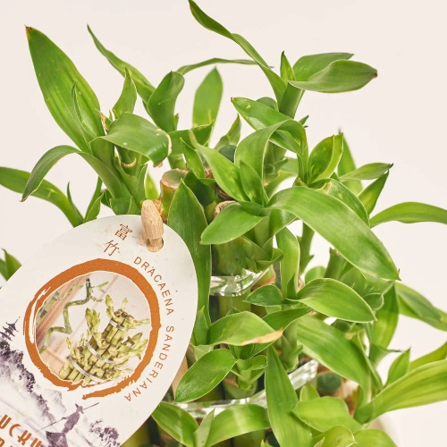 Зображення товару Бамбук Лакі в кераміці, артикул: 46491