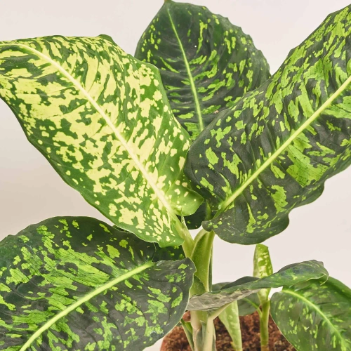 Зображення товару Дифенбахія Рефлектор, артикул: 55218