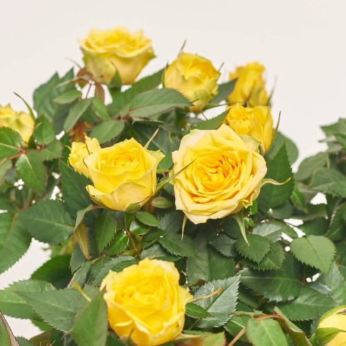 Зображення товару Троянда Кордана Лімба, артикул: 57223