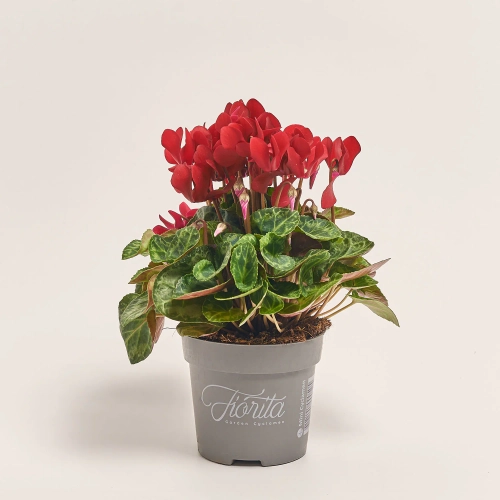 Цикламен Супер Каріно, артикул: 52986 Зображення товару Цикламен Супер Каріно, артикул: 52986