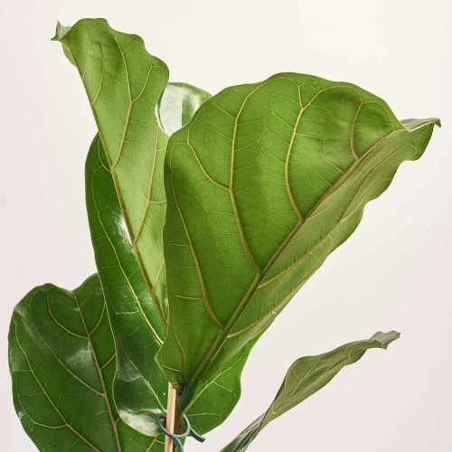 Фікус Лірата 1ст., артикул: 11431 Зображення товару Фікус Лірата 1ст., артикул: 11431