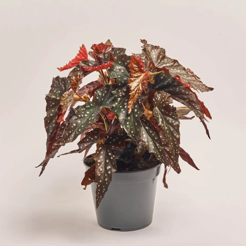 Зображення товару Бегонія Макулата Блек Форест, артикул: 55639