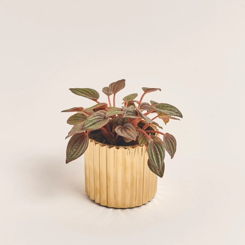 Зображення товару Пеперомія Каперата мікс в кер., артикул: 52072