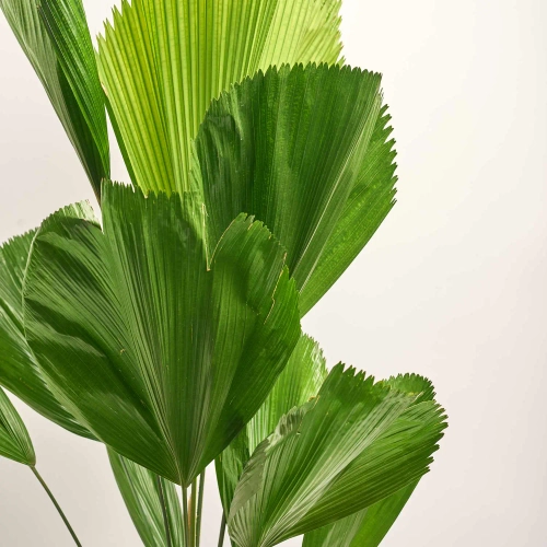 Зображення товару Лікуала, артикул: 52524