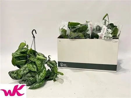 Сциндапсус Піктус Требі Хенг, артикул: 50239 Зображення товару Сциндапсус Піктус Требі Хенг, артикул: 50239