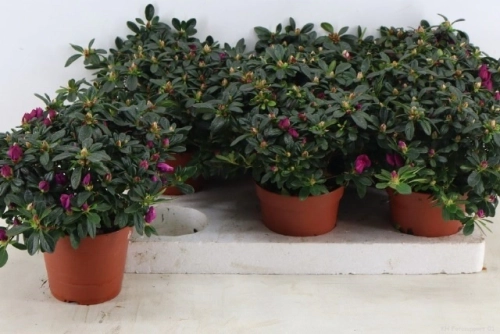 Зображення товару Азалія Фламенко фіолетова, артикул: 56225