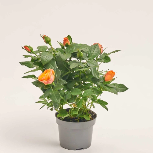 Зображення товару Троянда Кордана Гранде Бенгалі, артикул: 47992